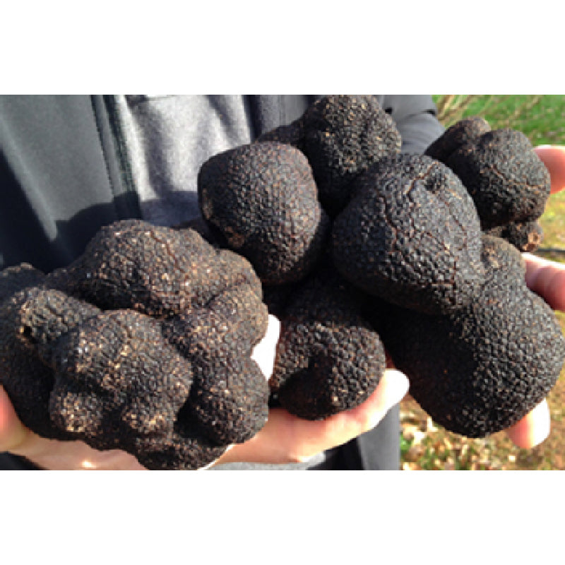 Fresh West Australian Black Perigord Truffles